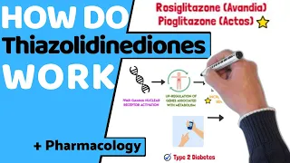 How do Thiazolidinediones TZD s Work EASY Pharmacology
