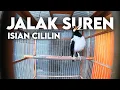 Lagu JALAK SUREN ISIAN CILILIN || COCOK UNTUK PANCINGAN / MASTERAN SEGALA JENIS BURUNG
