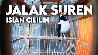 jalak suren isian cililin cocok untuk pancingan masteran segala jenis burung