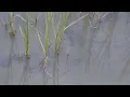 Rising Tides in Charleston Timelapse