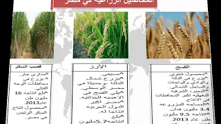 درس النشاط الزراعي في مصر أنواع المحاصيل 