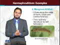 Hermaphroditism Examples Principles of Animal Life-I ZOO514T - Topic134
