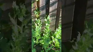 My Opium Poppy Garden 2022 Update 15 A New Friend Has Joined The Party  My Opium Poppy Garden 2022 Update 15 A New Friend Has Joined The Party