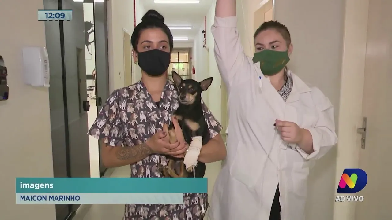 Hospital Veterinário do Unibave, referência no Sul do Estado, retoma atividades com novos serviços