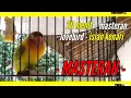 Lagu Lovebird Isian Kenari | Masteran