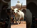 Download Lagu SAPI KURBAN NGAMUK TERBARU #cow #sapi #sapilucu #sapimoo #takbir #takbiran IDUL ADHA TAKBIR KELILING
