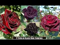 Lagu 9 soorten zwarte rozen | Zwarte rozenvariëteiten