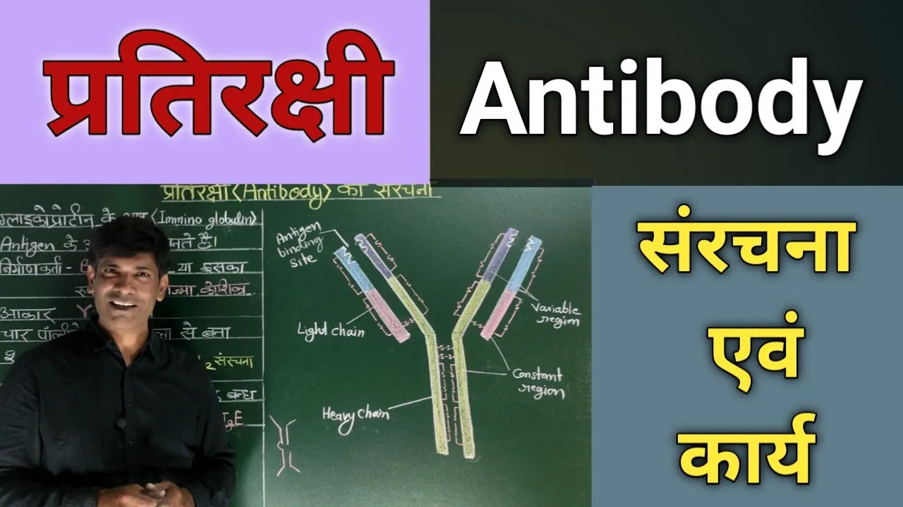 ANTIBODY Structure and function. प्रतिरक्षी की संरचना एवं कार्य।