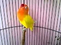 Download Lagu Love Bird Juara Ngekek Panjang