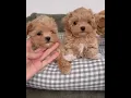 maltipoo puppies available