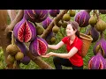 Download Lagu Harvest Giant Purple Figs in the Rainforest | Spicy Garlic Pickled Figs Sold Out at Village Market