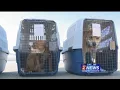 5 30pm Dogs Cats Come to Reno For Adoption