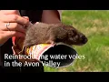 Download Lagu Reintroducing water voles in the Avon Valley MP3