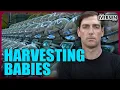 Elites Latest Dystopian Crimes Against Humanity Organ Harvesting From Newborns