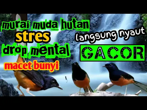 Download MP3 terapi murai muda hutan❗langsung nyaut dan gacor