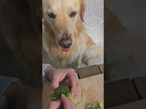 ASMR day with jagger! #goldenretriever