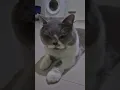Download Lagu Diganggu si nyamuk nakal.-LuLaAlec#cute #catlover #kitten #