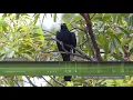 Lagu Pacific Koel (Eastern Koel) – Sounds and Calls