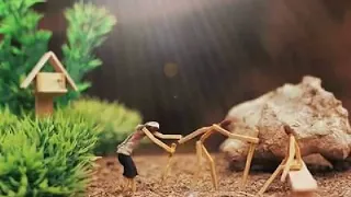 مصطفي سيد احمد شليل 