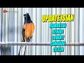 Download Lagu kompilasi masteran murai !! Rambatan | Srindit | Kenari | cungko | Cililin | shama bird