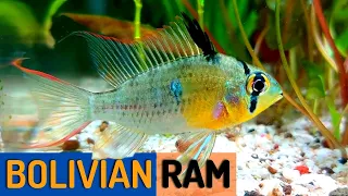Download The Ultimate Guide to Raising a Healthy Bolivian Ram (Mikrogeophagus altispinosus) MP3