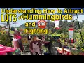 How to Attract LOTS MORE Hummingbirds to Your Feeder Common MISTAKES with Hummingbird Feeders