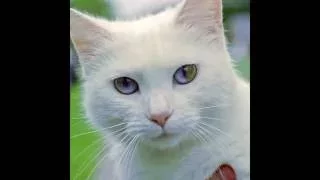 اجمل عيون القطط دندنها