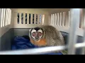 Download Lagu Rescued monkeys Lady Cesar \u0026 Momo almost home