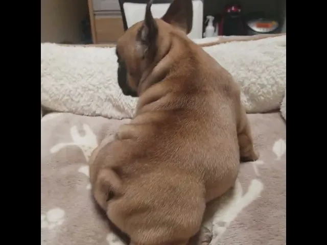 動画