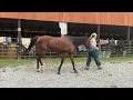 7741-REGISTERED QH MARE 15 2H 900 40 coggins DEADLINE 26