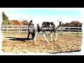 Lagu Lunging a Gaited Horse (Part 1) #GaitedHorse