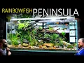 We Built A Realistic Rainbowfish Aquarium EPIC 4ft Aquascape Tutorial