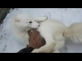 Lagu Koda, the arctic fox, playing in the snow