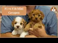 F1 vs F1b Mini Cavapoo
