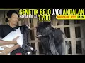 Dari INDUK 2 JUTAAN, Keluar Anak MENAWAN‼️ Breeding Kambing PE Kaligesing Manggul Joyo farm.