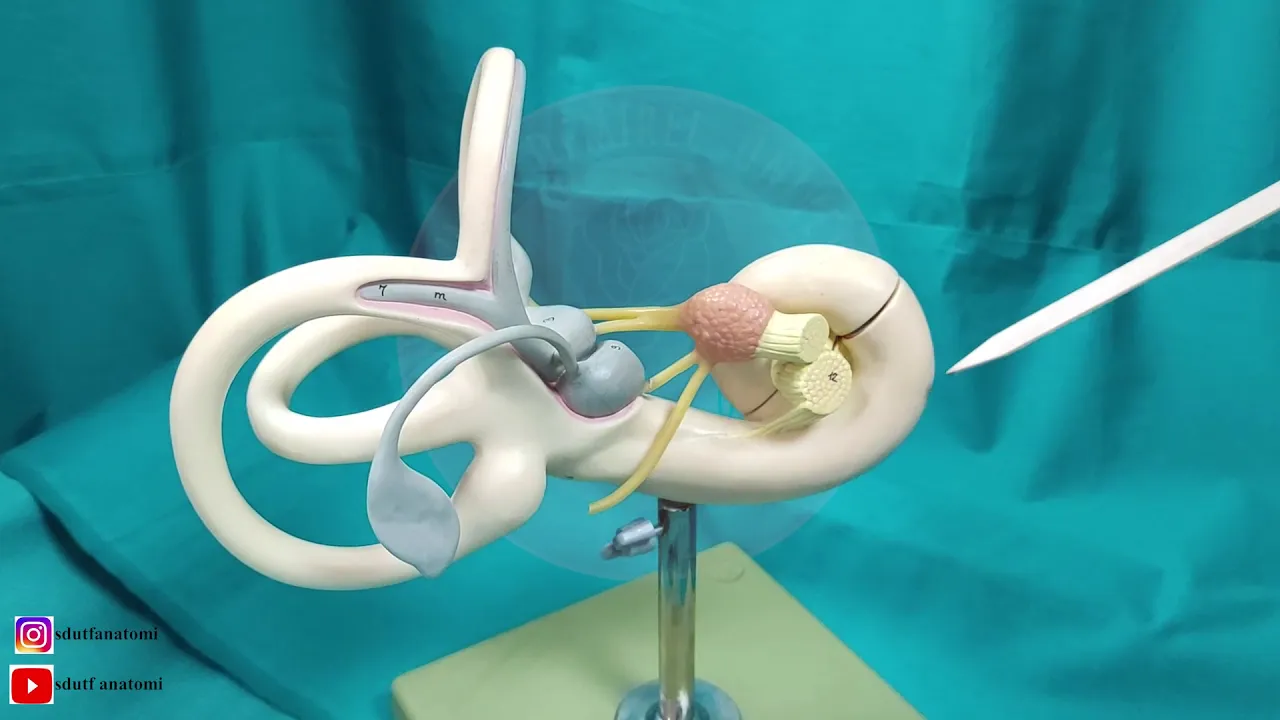 Nervus Vestibulocochlearis (VIII)