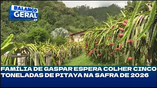 Família de Gaspar espera colher cinco toneladas de pitaya na safra de 2026
