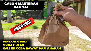 first time buying a luxury master bird from a baby hope it turns out to be something 