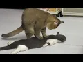 Download Lagu Cats Being Weird