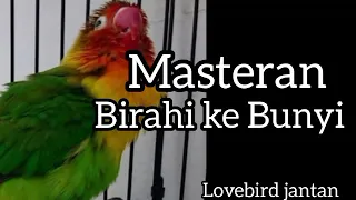 Download Masteran lovebird jantan birahi ke bunyi MP3