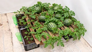 Sweeter – Bigger – Growing watermelons with eggs a gardener's secret