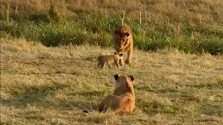 Lioness keeps a close eye as a Male lion approaches her cubs