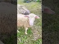 Download Lagu Sirukam Dairy Farm #genzkhalifa #picnic #ytshorts #youtubeshorts #viralvideo #viral #trending