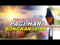 Lagu 🔴 LIVE 08 - Pancingan Murai Batu Pagi Hari Full Isian Cocok buat Murai trotol dan pastol agar Gacor