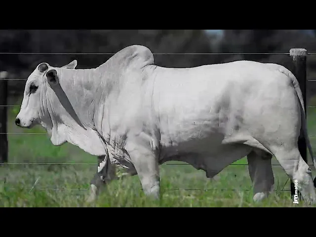 Garrote Nelore GLMP - 1730