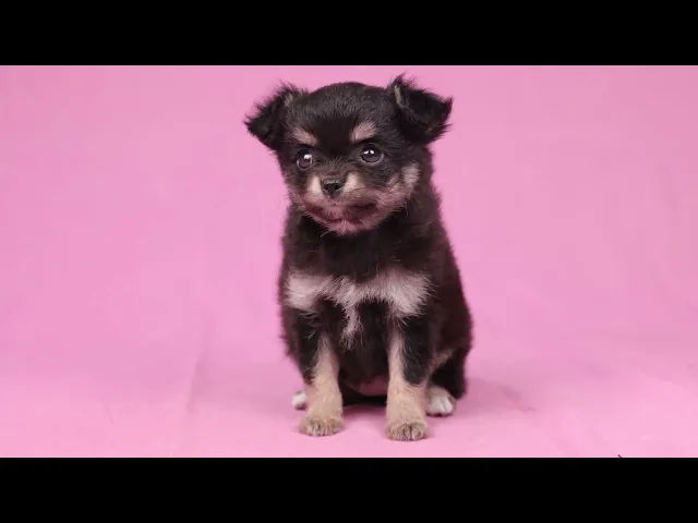 動画