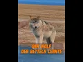 Download Lagu Der von seinem Stamm verlassene wilde Wolf hat tatsächlich gelernt, Menschen um Hilfe zu bitten!
