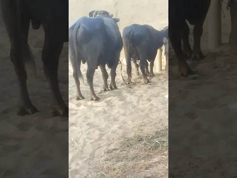 #Buffalo_BuLL#gorkhana #wildlife #wolfdog #best_murra_caff #murra #pdfa #crosing #nechural #meting