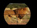 Download Lagu Lion hunting / Lion hunting by humans / Lion hunting with a gun