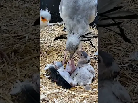 Nest cam πβ¨ Secretary Bird Family β₯οΈ